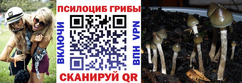 Купить закладки  Дмитров  Псилоцибиновые грибы мухоморы 