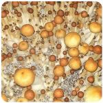 Псилоцибиновые (галлюциногенные)  грибы Psilocybin "Golden Teacher" в Дмитрове