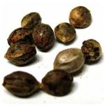 Семена марихуаны АК-47  (Seeds AK-47) в Дмитрове